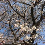 山口県山口市の桜の名所、お花見の季節になりました